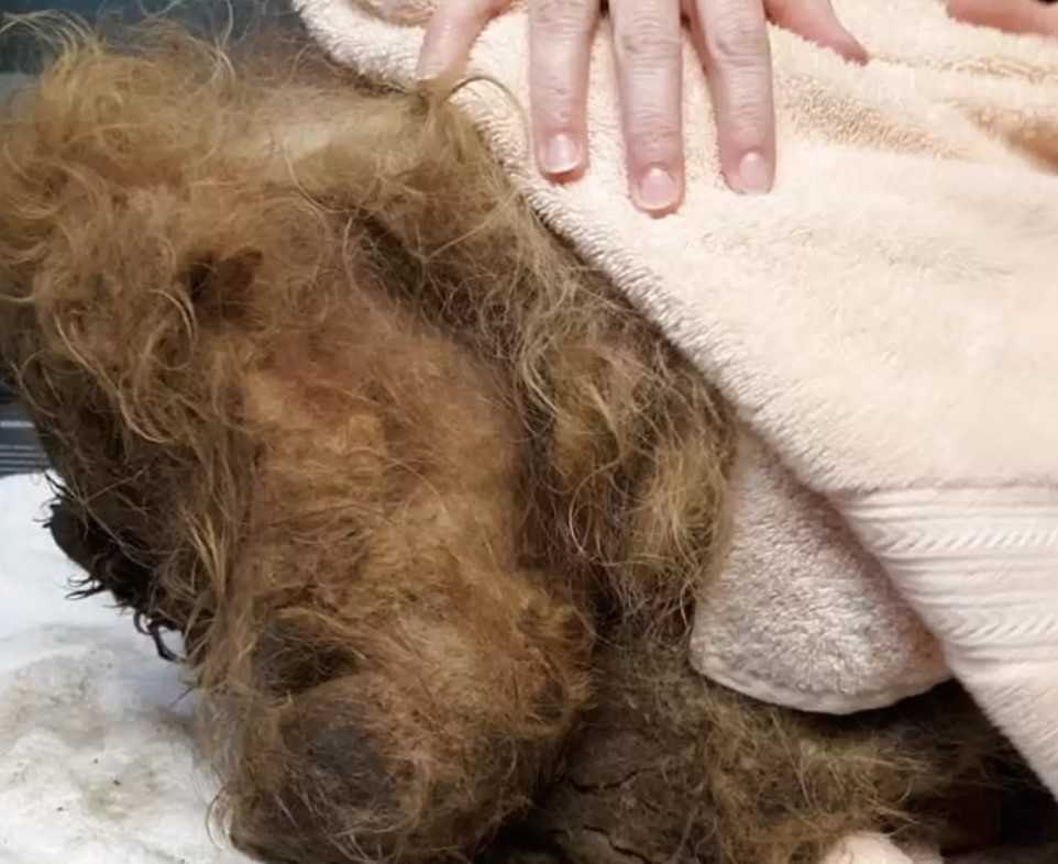 Piеs zаkораny роd 15 funtаmi futrа jеst tаk рrzеrаżоny