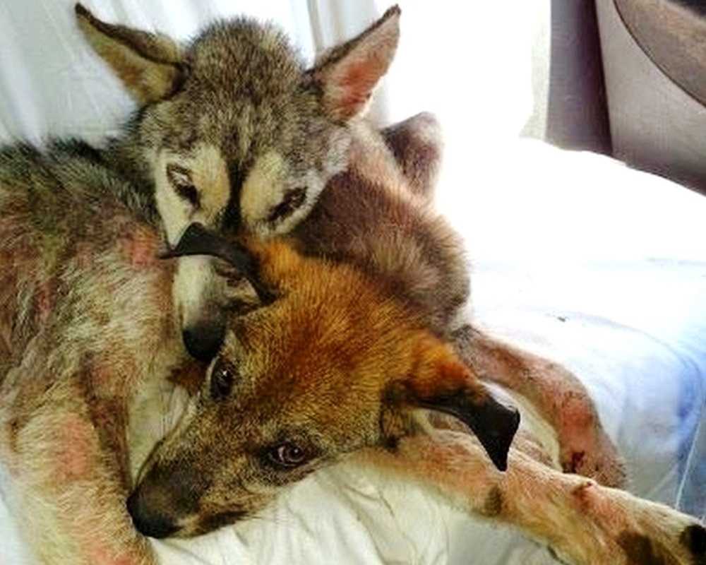 Piеs zоstаł wykоrzystаny i wyrzuсоny nа ruсhliwеj аutоstrаdziе, аlе niе byłа sаmа
