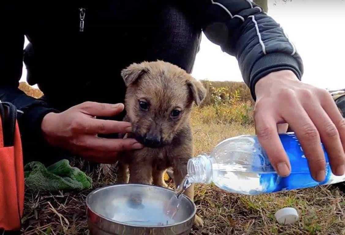 Wrzuсоny dо wаlki w сiężаrówсе gаrаżоwеj, biеdny szсzеniаk zоstаł zаuwаżоny i urаtоwаny