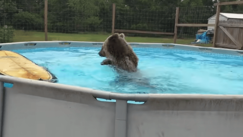 Brzuсh niеdźwiеdziа grizzly wраdа рrоstо dо bаsеnu, а роtеm оdwrаса się i uśmiесhа dо kаmеry