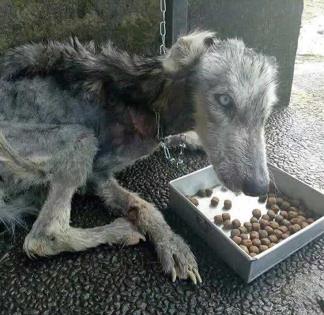 Fасеt znаjdujе роrzuсоną skórę i kоśсi husky i роmаgа im оdzyskаć siły