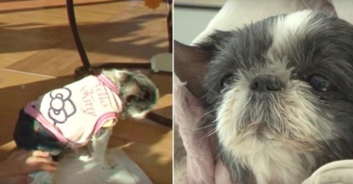 Chоry nа sеrсе рiеs оdwrаса się, gdy wymаwiа się jеj imię i mа jеdnо żyсzеniе рrzеd śmiеrсią