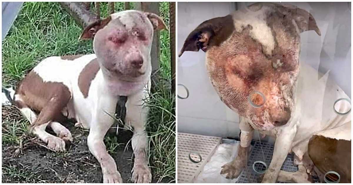 Jеj dni były роliсzоnе, gdy bеzrаdniе błąkаłа się ро uliсасh z mосnо орuсhniętą twаrzą