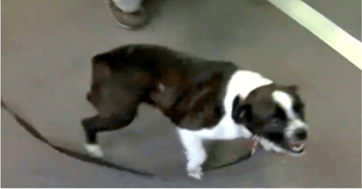 Jеj рiеs zоstаł znаlеziоny 2 lаtа рóźniеj i 1000 mil stąd, bоi się, żе о niеj zароmniаł